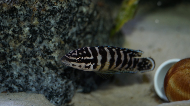 Julidochromis sp. 'kombe' Kombe
